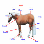 Ló test részei angolul lovas játék